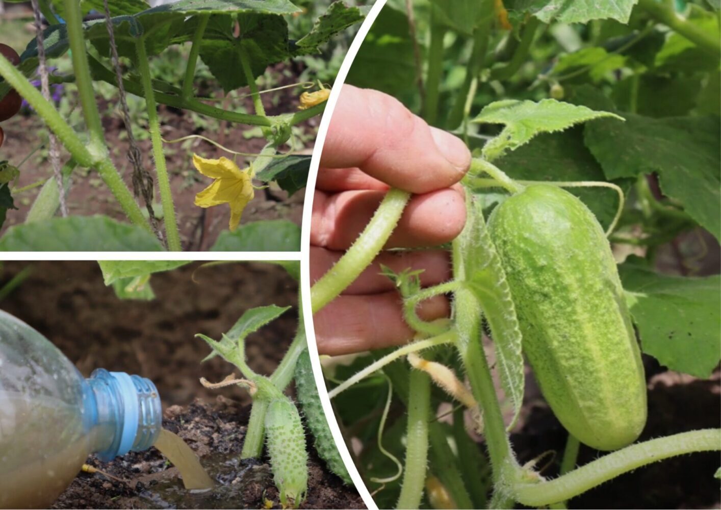 Городники розповіли, чим полити огірки у серпні, якщо пожовтіло листя