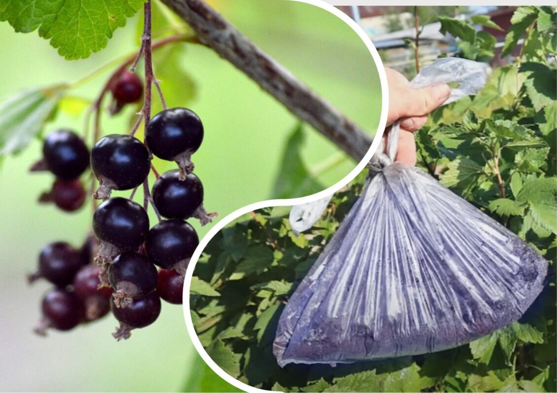 Садоводи розповіли, чим краще підгодувати смородину восени для підвищення врожаю