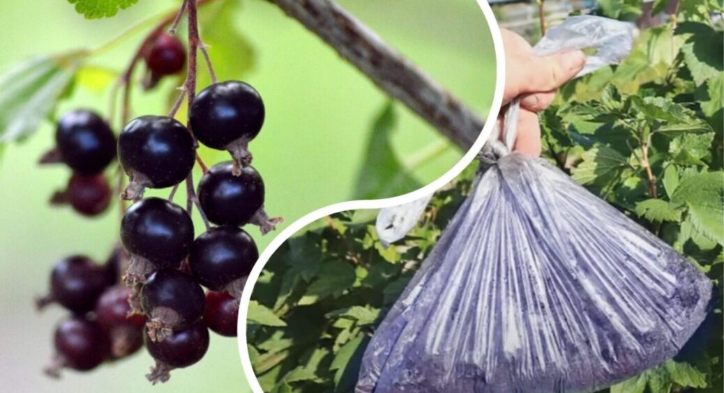 Хто просив секретну підгодівлю для смородини? Змішайте ці 3 продукти і очманієте від результату 