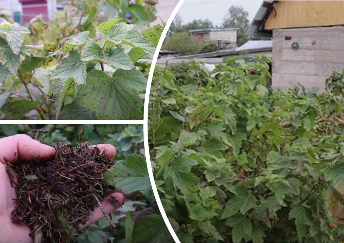 Городники назвали найкращий спосіб захисту саду від шкідників