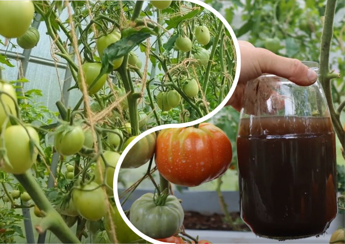 Городники назвали підживлення, яке сприяє швидкому дозріванню томатів