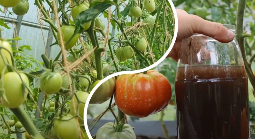 Якщо томати у серпні не червоніли, моя бабуся готувала ЦЕ: 1 л під кущ і все миттєво дозріває 