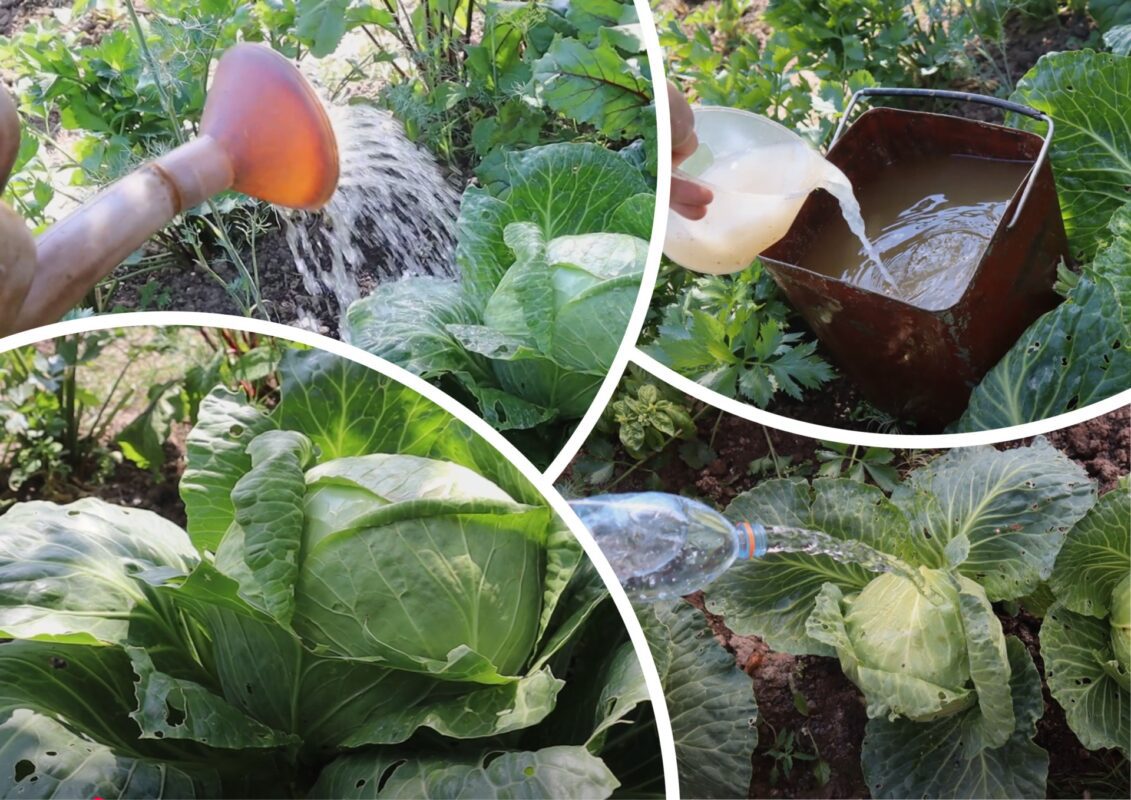 Городники розповіли, як доглядати і чим годувати капусту у серпні