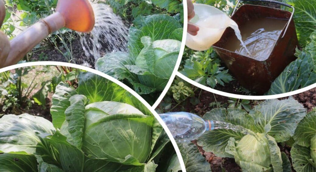 Качани зав’яжуться у 10 разів швидше! Зробіть це з капустою в останній місяць літа – ще є час 