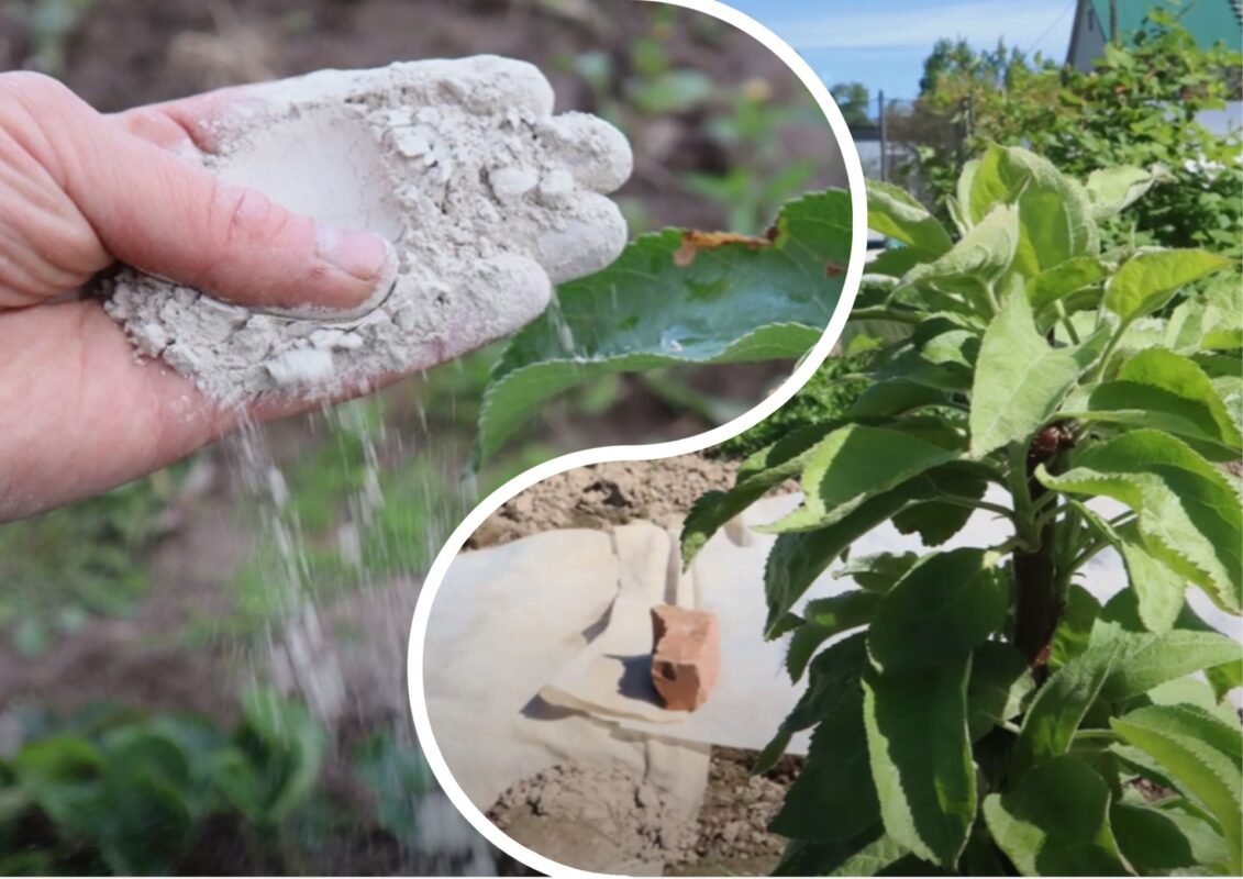 Городники назвали дати, коли потрібно підгодовувати молоді дерева у 2025 році