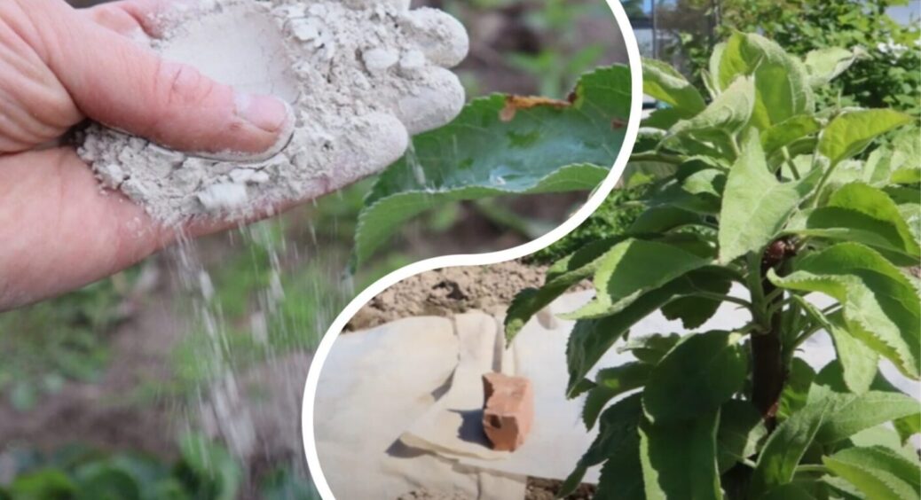 Тільки ці дні: садівники назвали дати для ідеального підживлення молодих дерев у 2025 році 