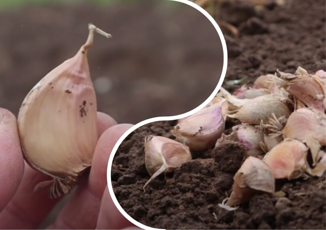 Садівники пояснили, які зубки часнику є найкращими для зимової посадки