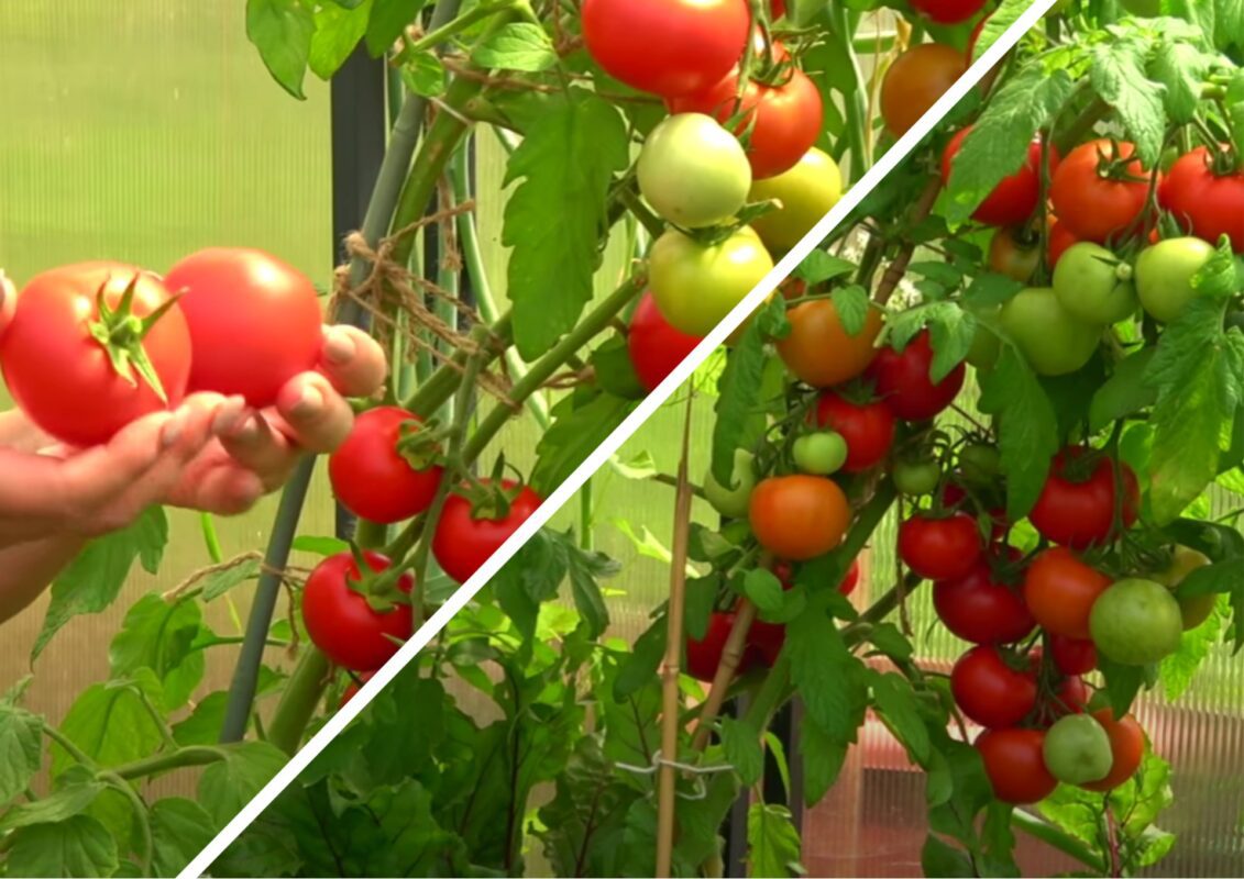 Городники розповіли, що зробити, щоб томати були солодкими, як мед 