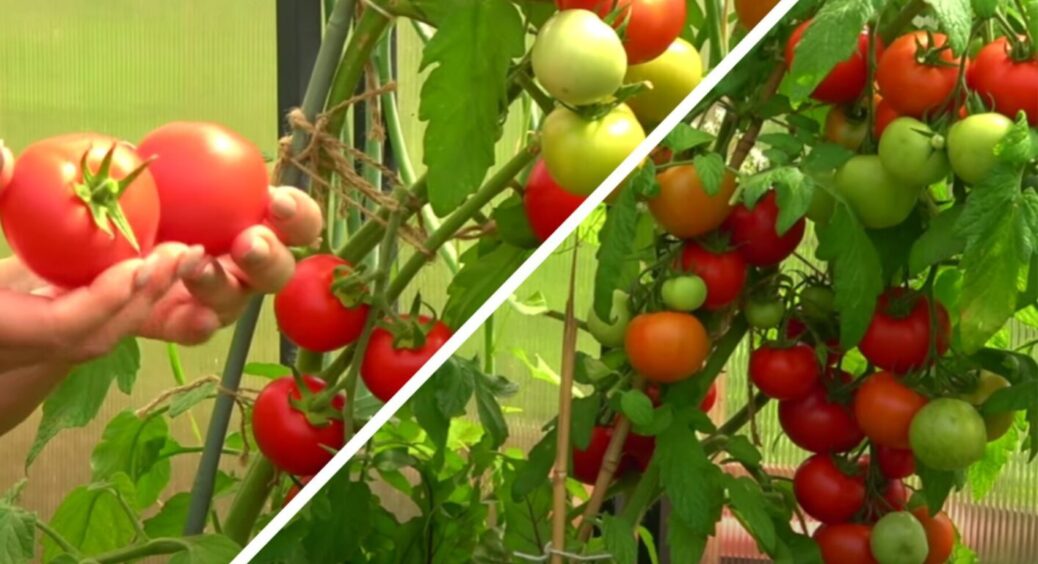 Такого солодкого помідора я в житті не їла: свекруха видала секрет, про який мовчала 10 років 