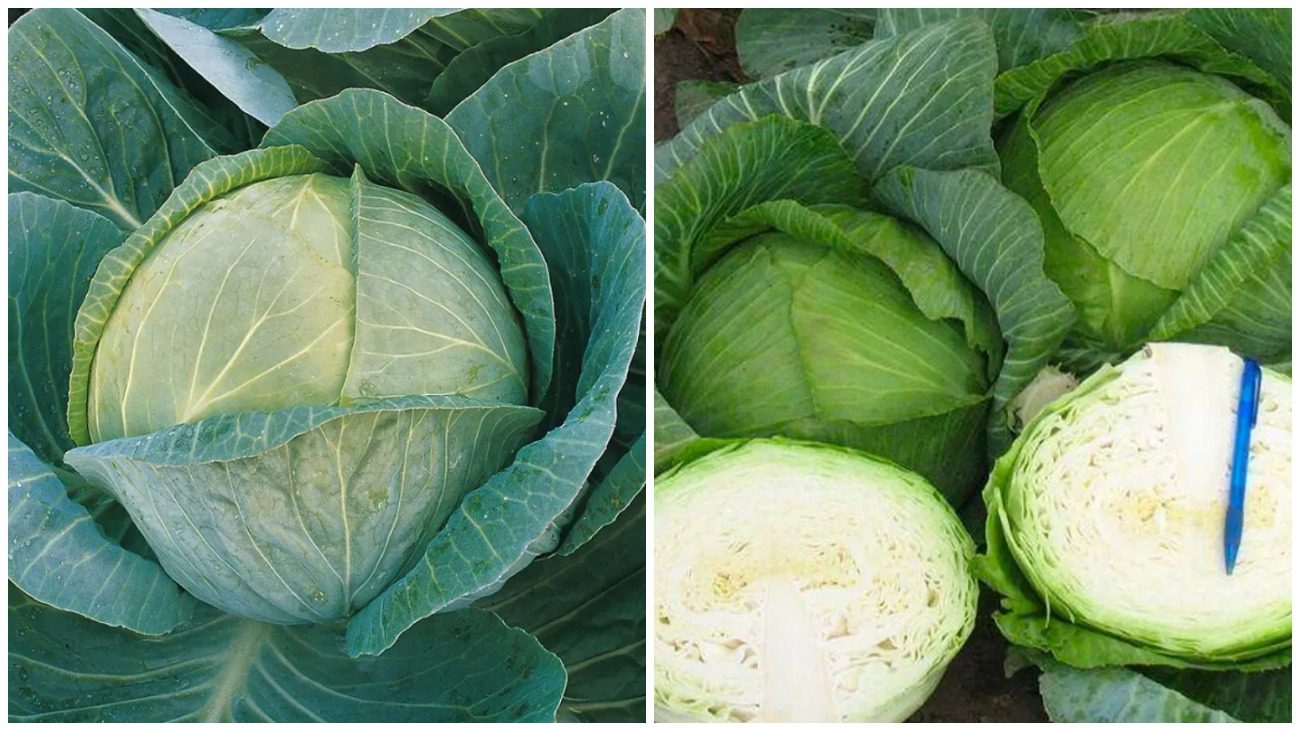 Городники розповіли, чим підгодовувати капусту перед самим збиранням урожаю