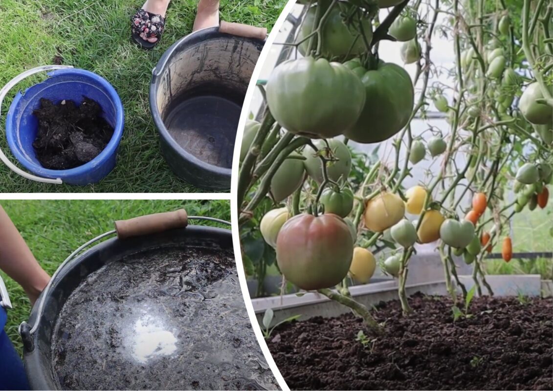 Городники розповіли, що зробити для швидкого дозрівання томатів