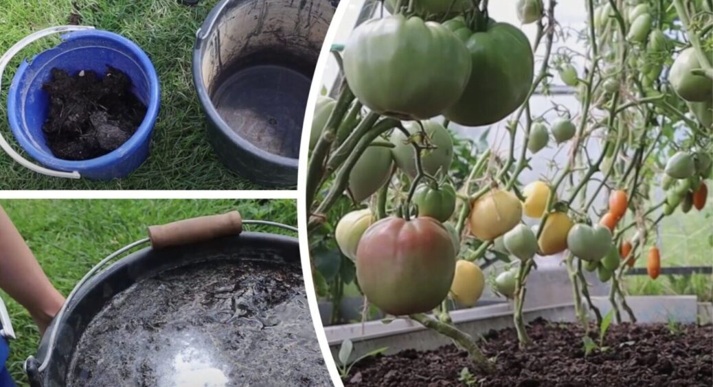 Після цього поливу помідори червоніють буквально за 2 дні і дають врожай по 15 штук на кущі 