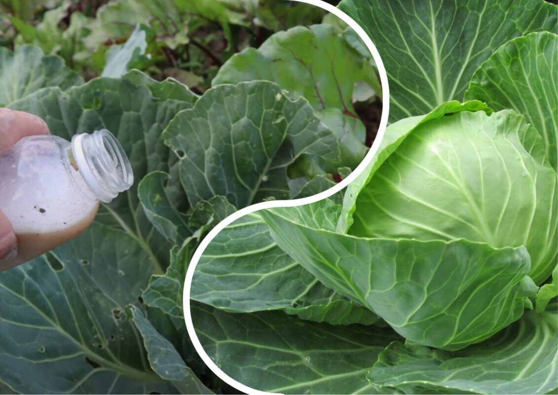 Городники з Закарпаття розповіли, чим підгодувати капусту наприкінці сезону