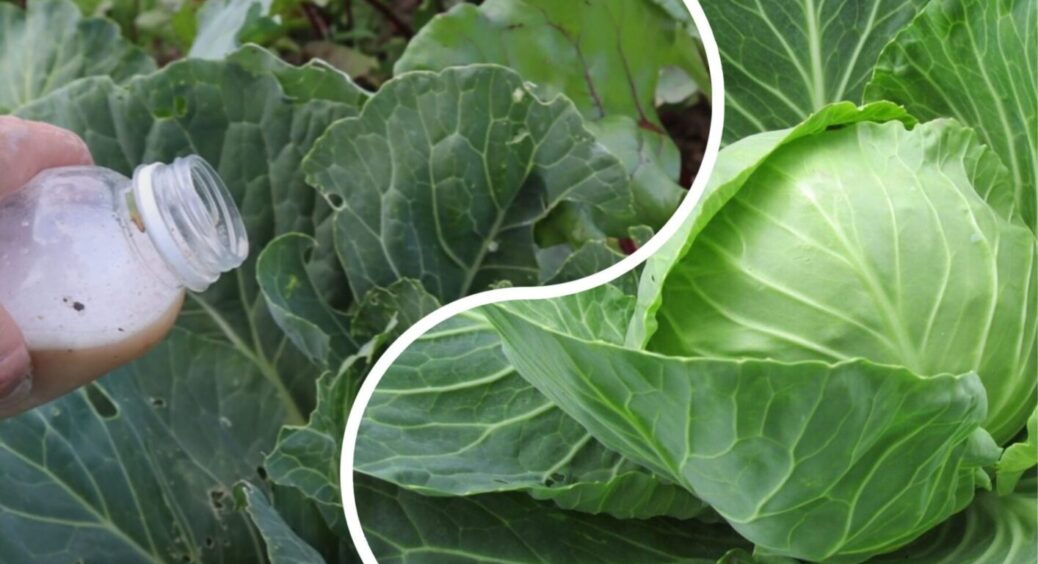 На Закарпатті у серпні капусті дають 1 підживлення – качани виростають щільними й великими 