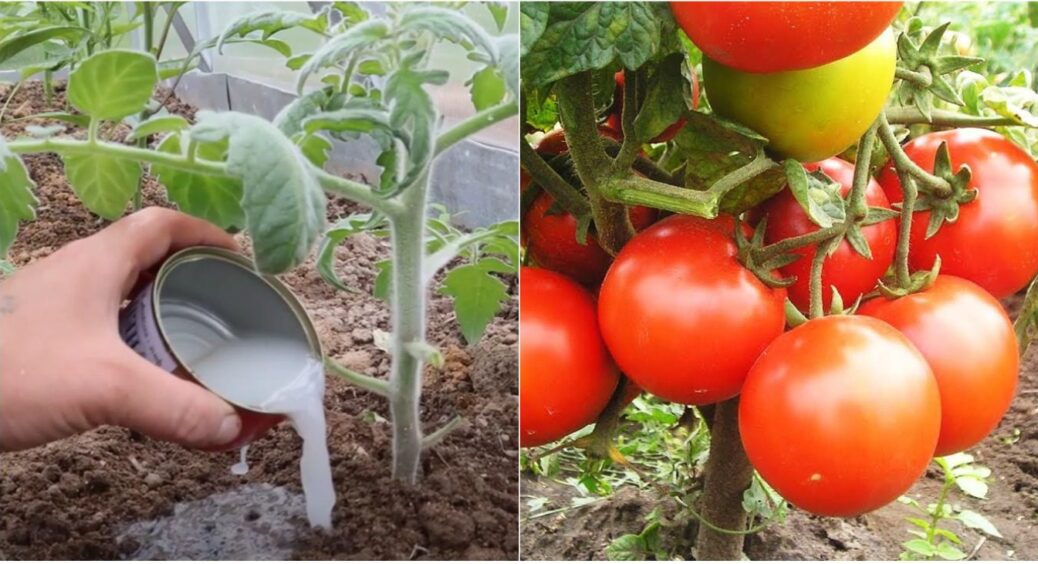 Підлив томати настоєм і побачив диво: так їх підживлюють на Волині – врожай у 2 рази більший 
