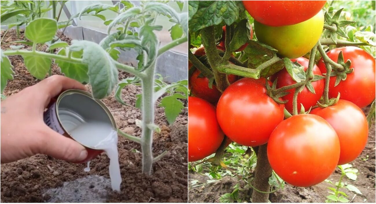 Городники розповіли, чим удобрити томати для збільшення врожаю у 2 рази