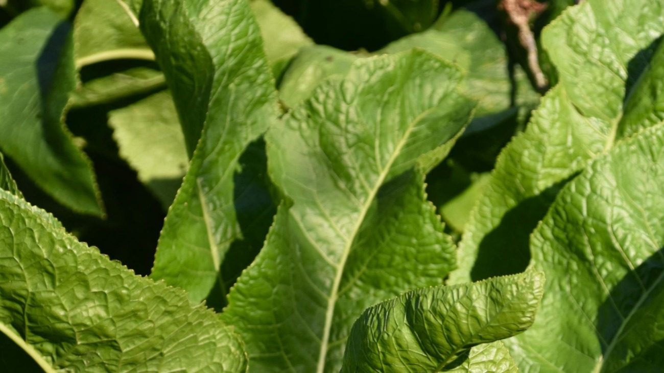 Кулінарки розповіли, яке листя та спеції додати у банки при консервації