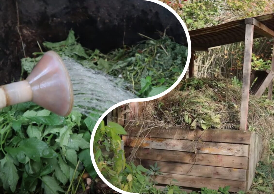 Городники розповіли, куди подіти бадилля від томатів восени