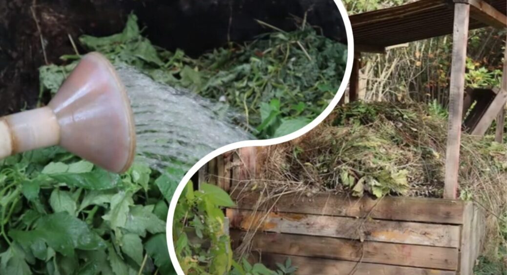 Чи можна викидати бадилля томатів у компост або на грядки восени? Що роблять на Закарпатті 