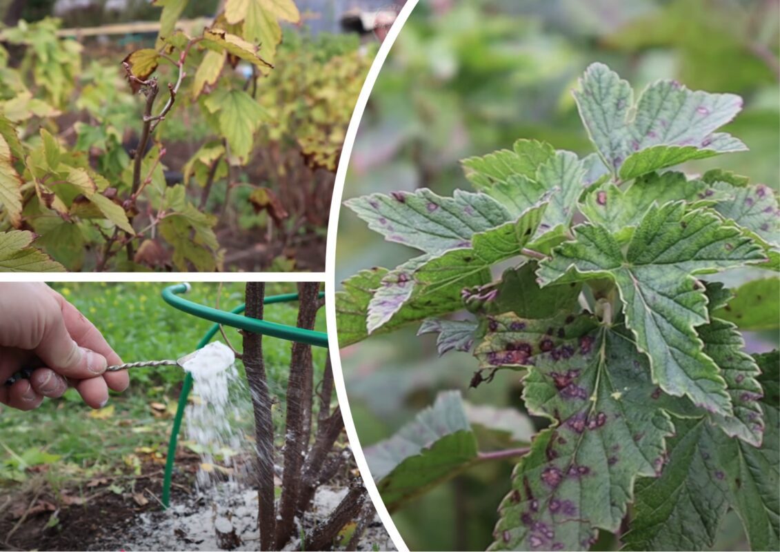 Городники розповіли, чим зараз опудрити кущі смородини, щоб було багато ягід