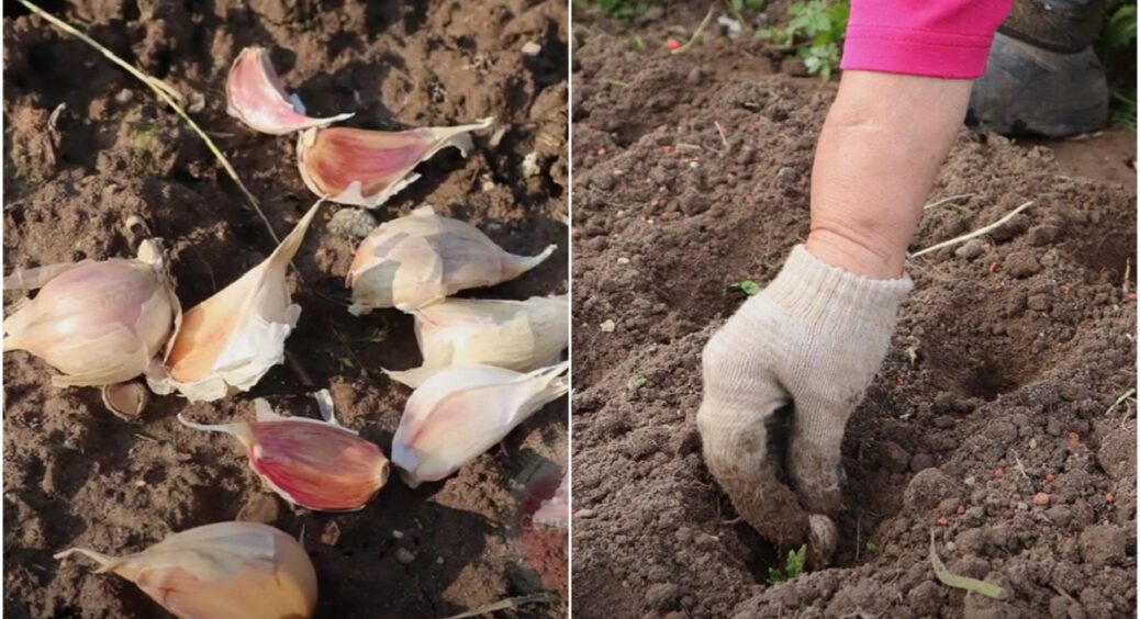 Жодних зубчиків не побачите: куди не варто “втикати” часник восени 2025 – урожай розчарує 