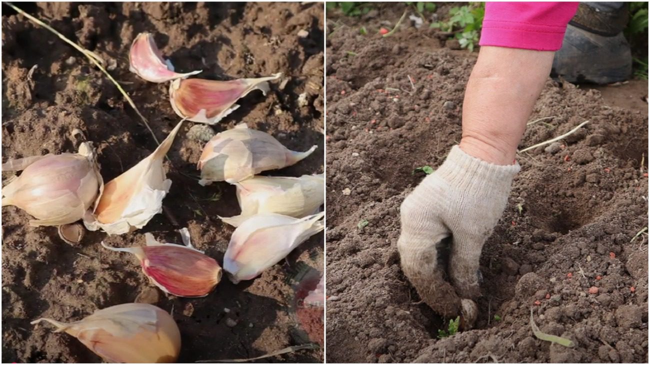 Городники розповіли, коли правильно садити озимий часник