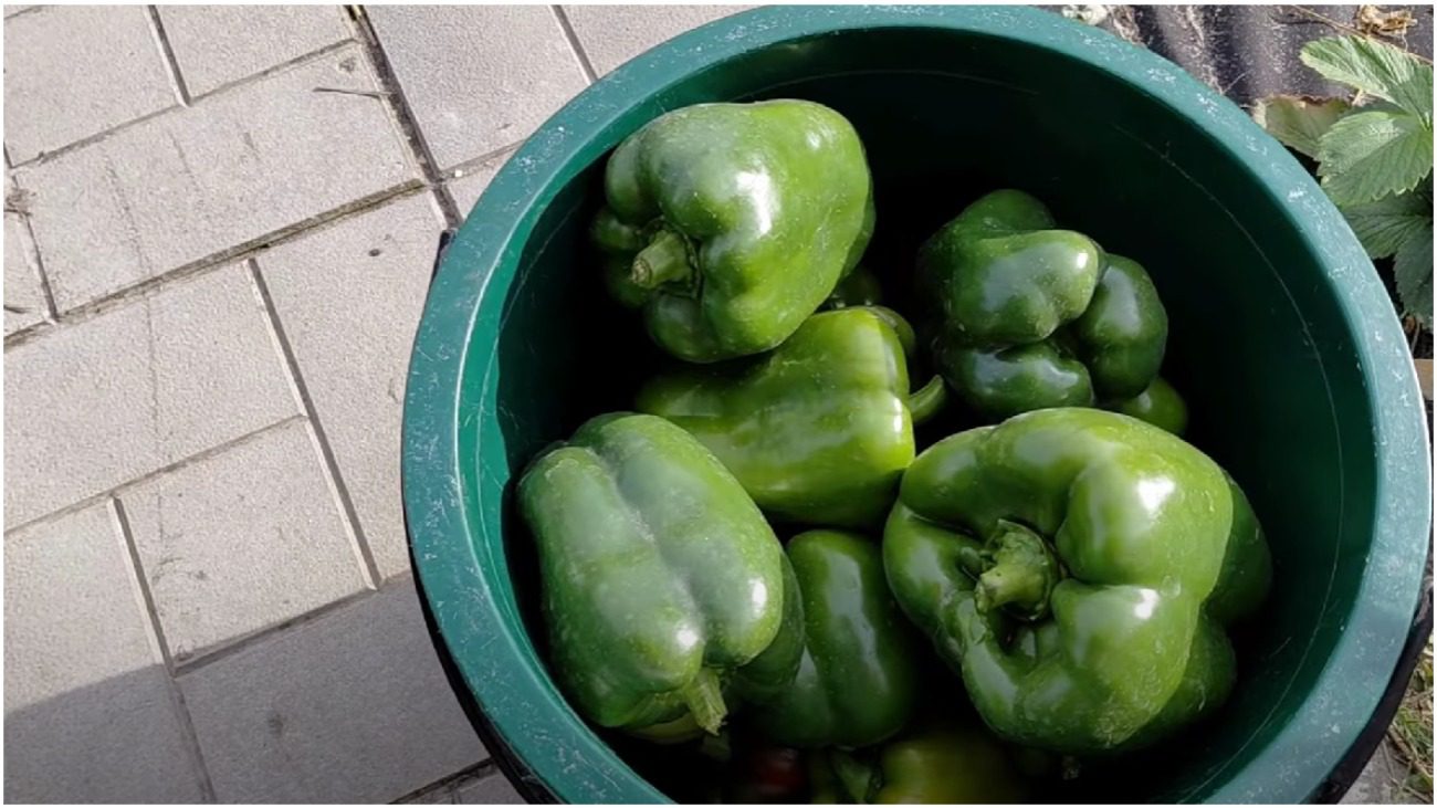 Городники розповіли, як прискорити дозрівання перцю: результат вже через 7 днів