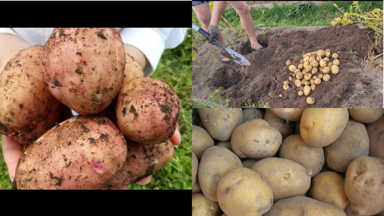 Дачники розповіли, чим підгодувати картоплю у серпні