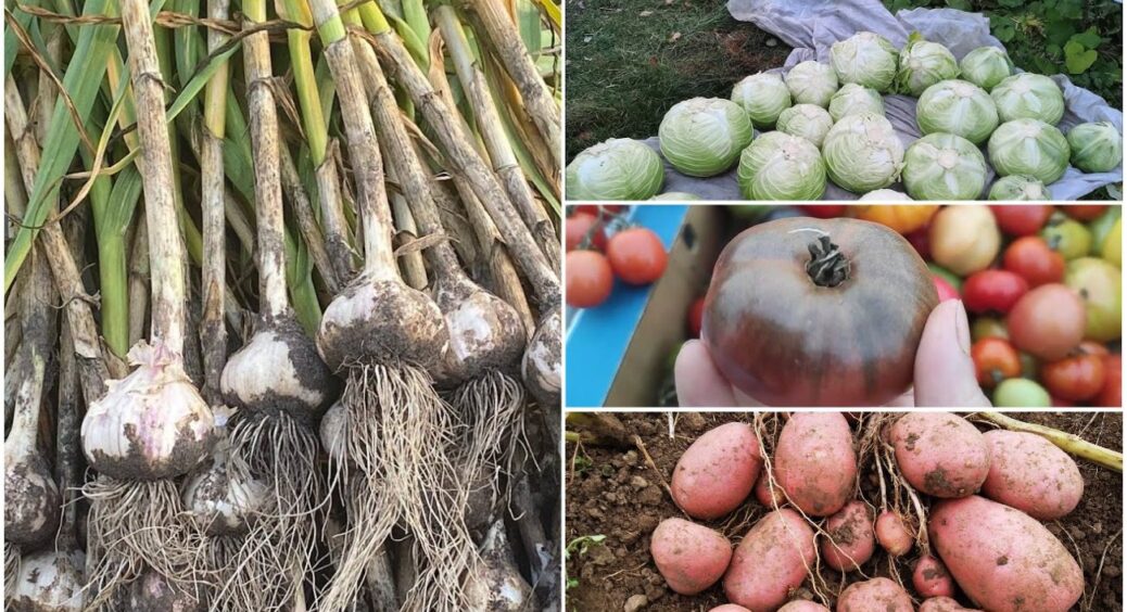 Не цибулю і не буряк: після часнику можна садити ТІЛЬКИ ці 3 овочі – правила сівозміни 