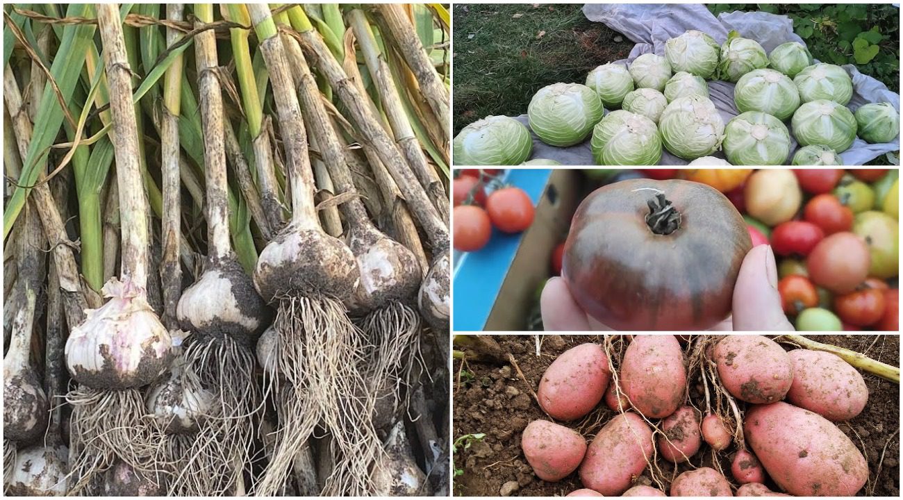 Агрономи розповіли, які 3 овочі можна садити на ділянці після часнику