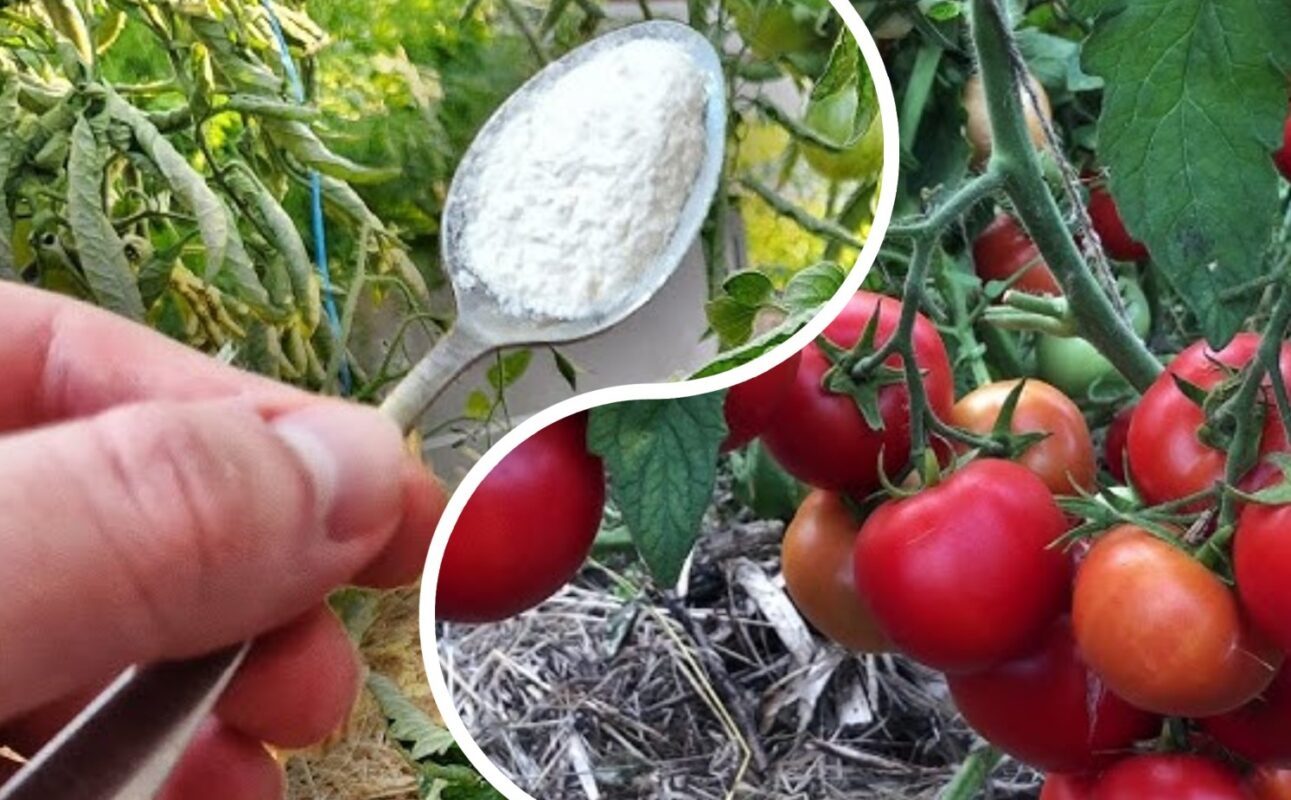 Агрономи розповіли, як подовжити урожайність помідорів до жовтня