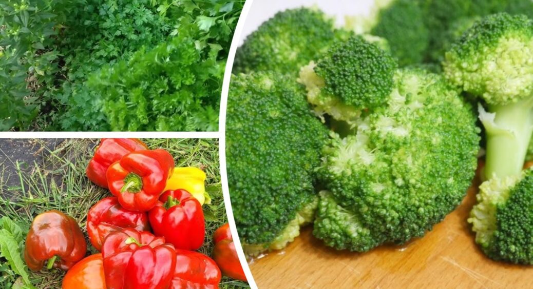 5 овочів, які краще заморожувати, ніж консервувати – зберігають смак, вигляд і всі вітаміни 