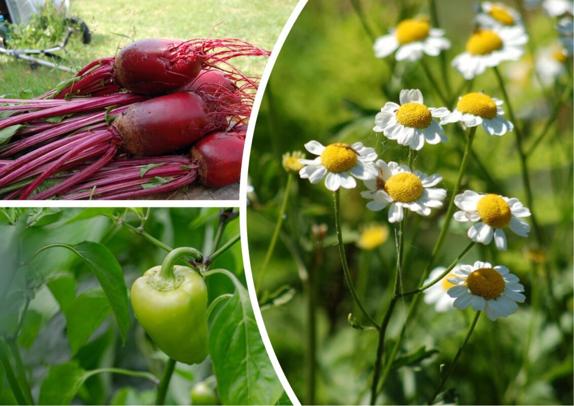 Чим зайнятись на городі 10 серпня