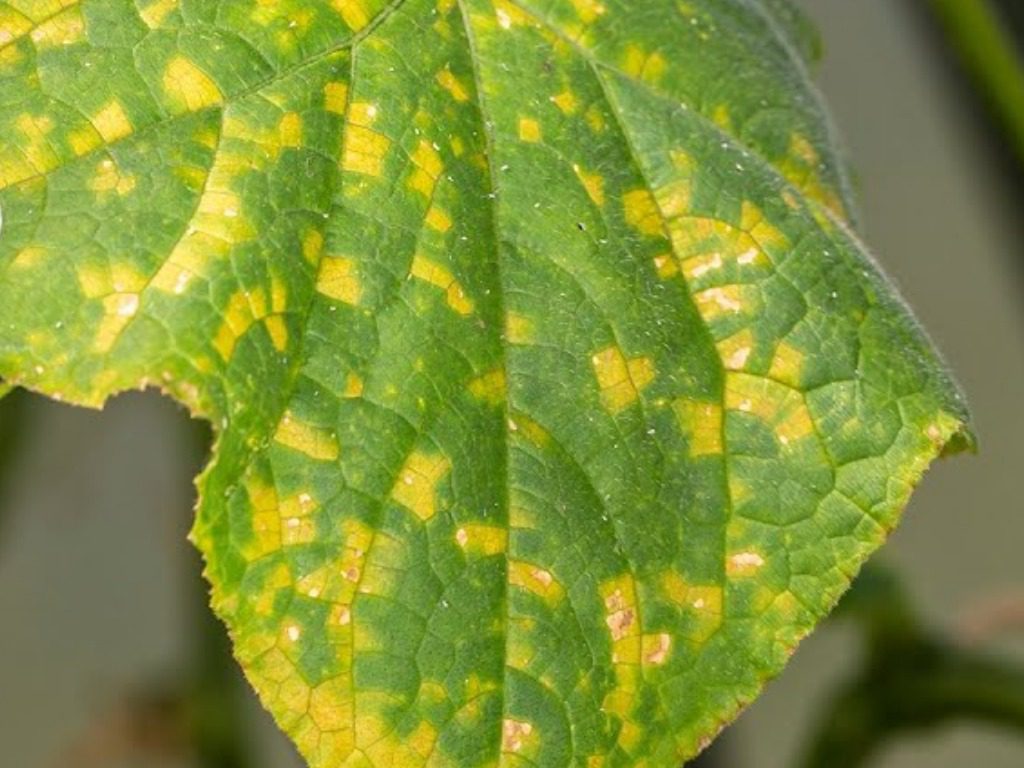 Як захистити огірки від пероноспорозу