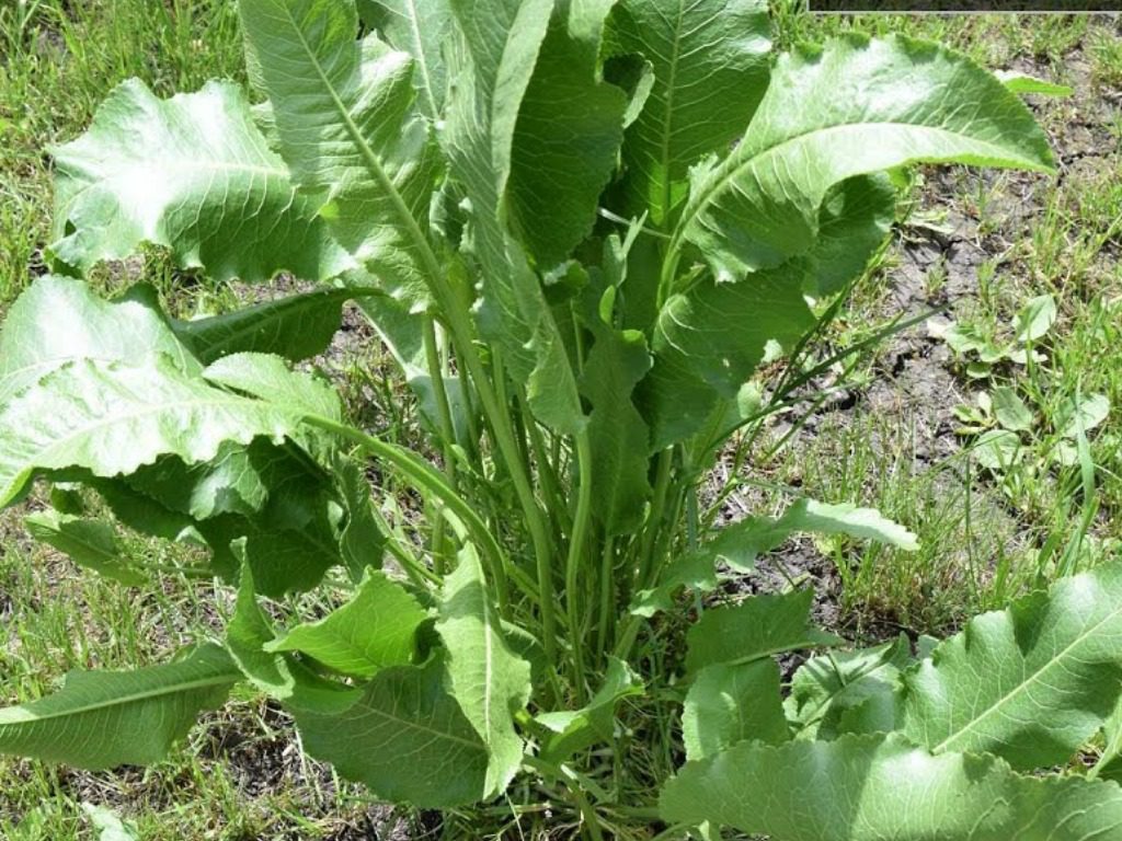 Експерти розповіли, як викорінити хрін з городу