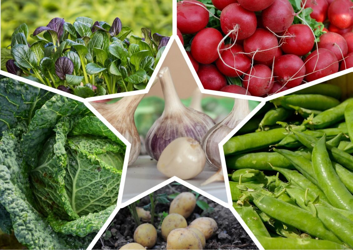 Аграрії розповіли, які культури можна висаджувати на городі після часнику