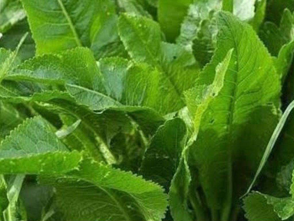 Експерти розповіли, як викорінити хрін з городу