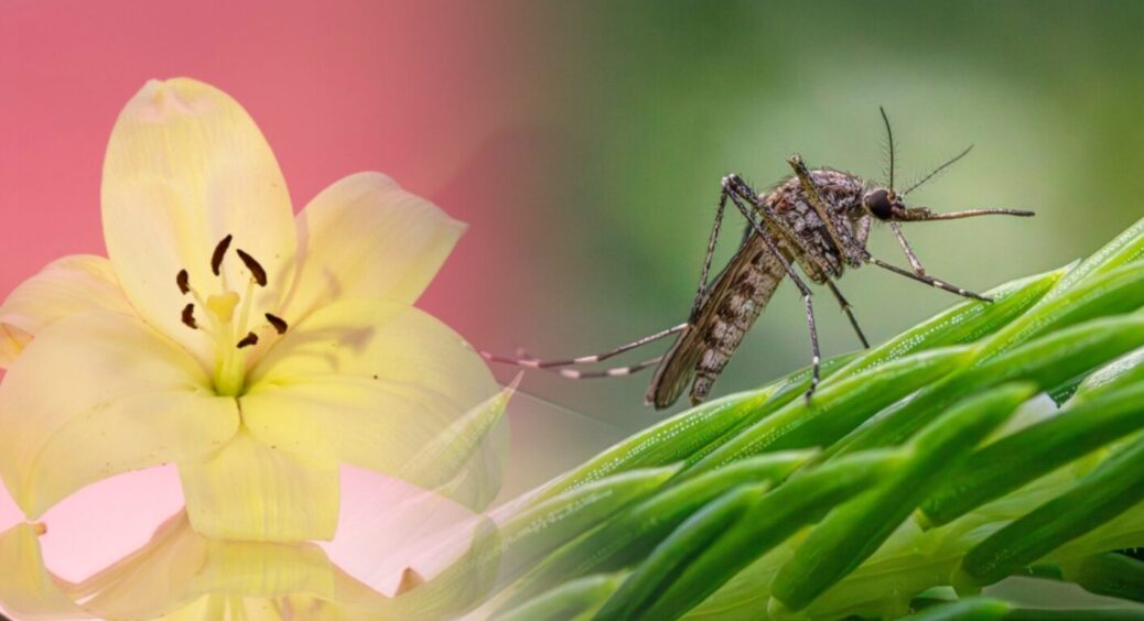 “Викурюю” комарів з квартири за 5 хвилин: 1 лайфхак, який стане у нагоді в серпні 2025 