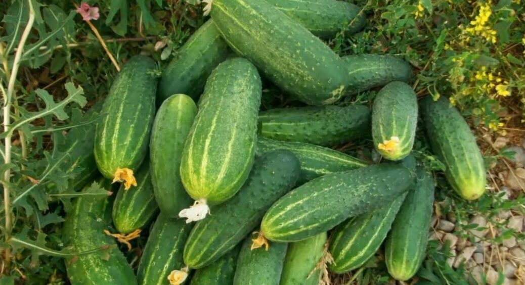 Огірки не гірчать – всього 3 підживки за літо: підказав 68-річний дядько-дачник з села 