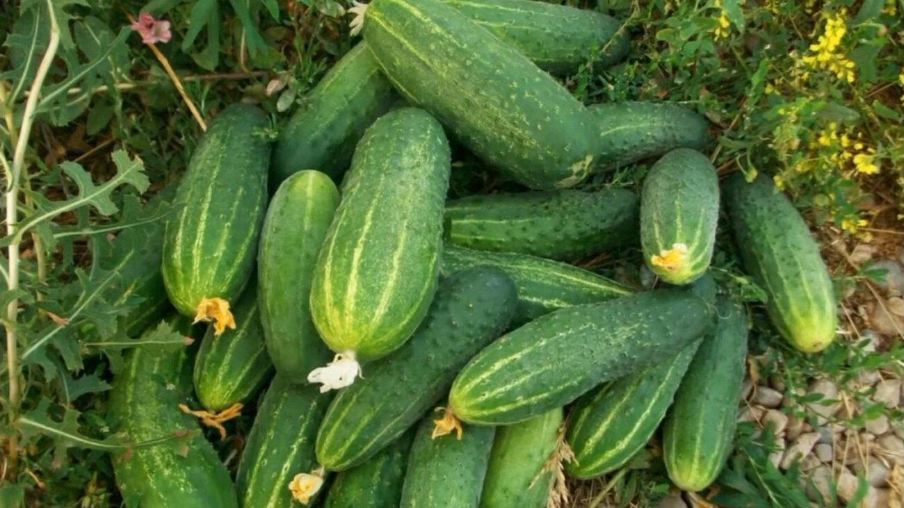 Агроном розповів, після яких культур не варто садити огірки