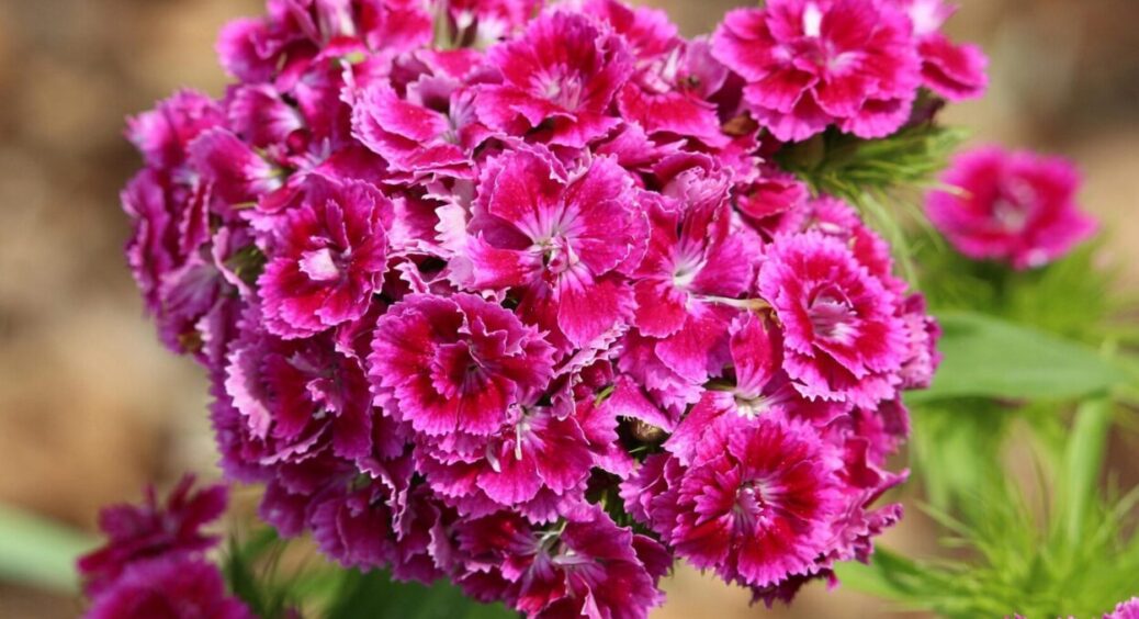 Ці 5 квітів флористи сіють у вересні: багаторічники, які будуть цвісти пишно, довго і щороку 