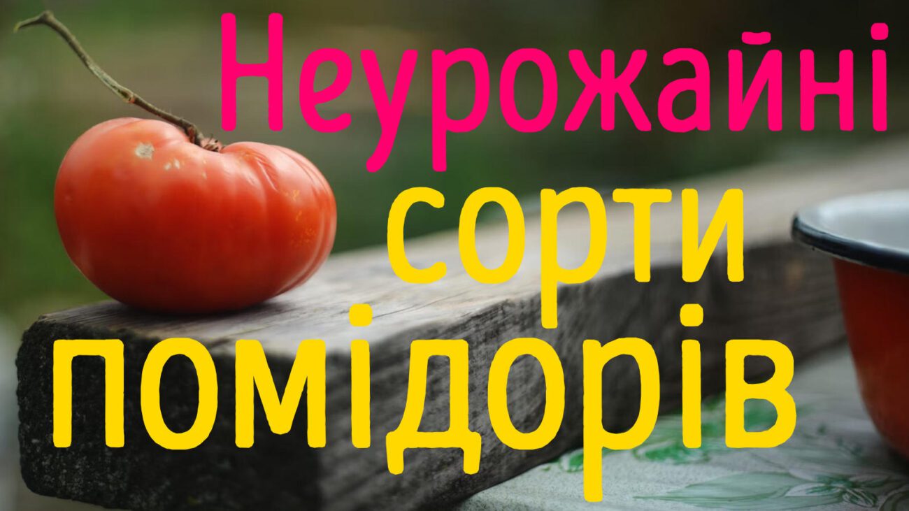 Селекціонери назвали 4 сорти томатів, які завжди дають скромний урожай