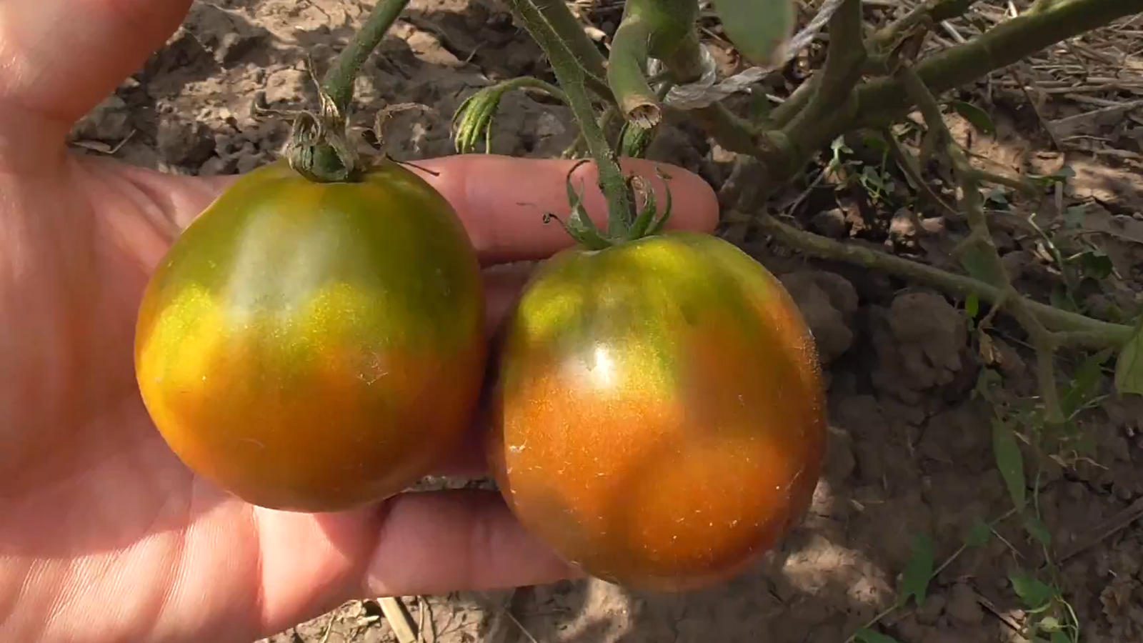 Городники показали низькоурожайні сорти помідорів