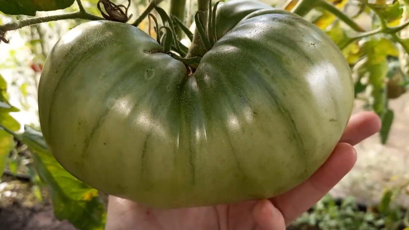 Фермери назвали сорти томатів, які дають скромний урожай, але великі плоди