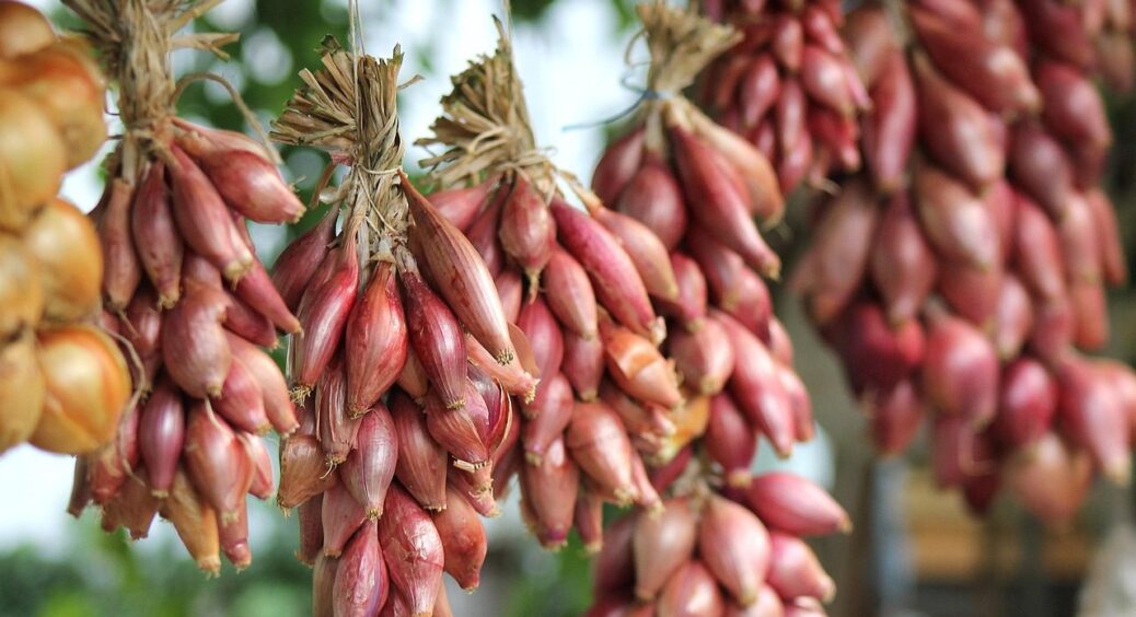 Після 30 вересня: агрономи назвали точний час, коли треба саджати цибулю під зиму 