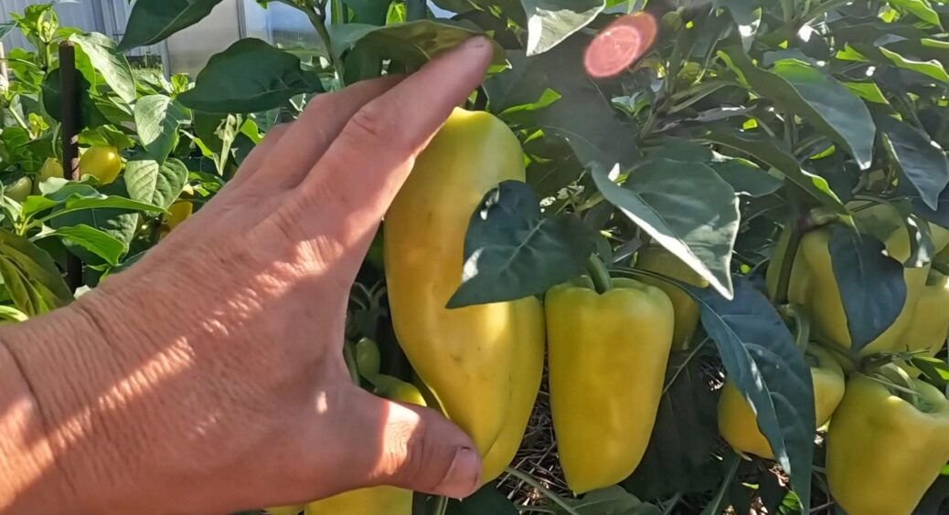 З жовтих перців на розсаду щорічно сію тільки 1: ніколи не хворіє, а стінка товстіша 1 см 