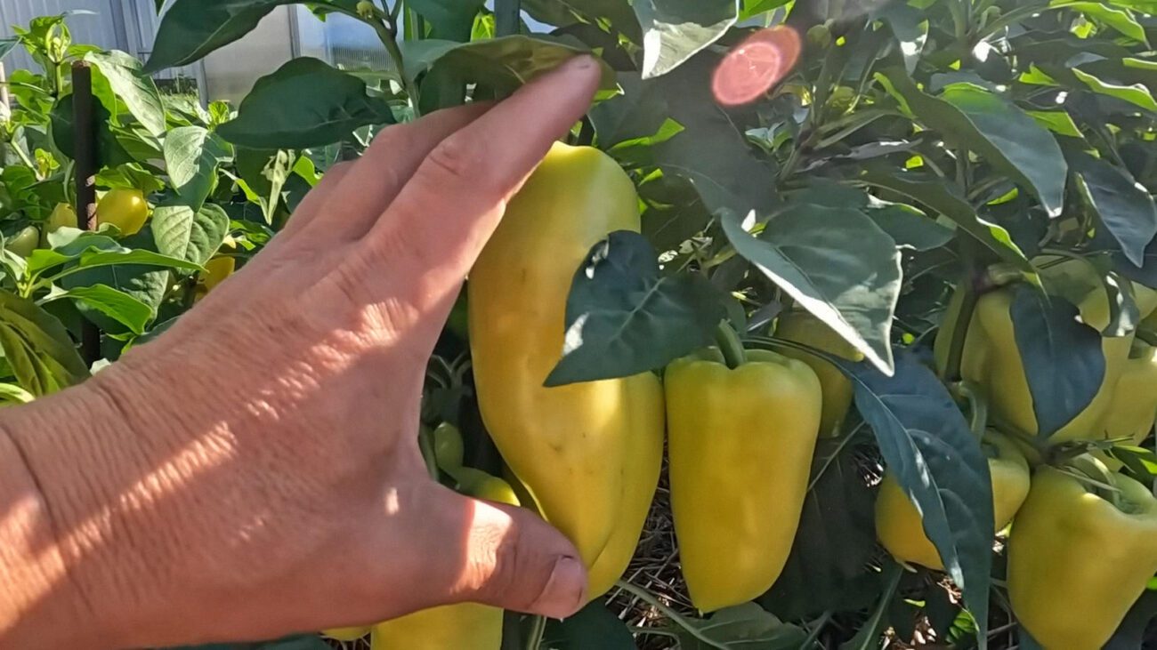 Садівники пояснили, через яку 1 жменю під кущ перець різко пускається в ріст