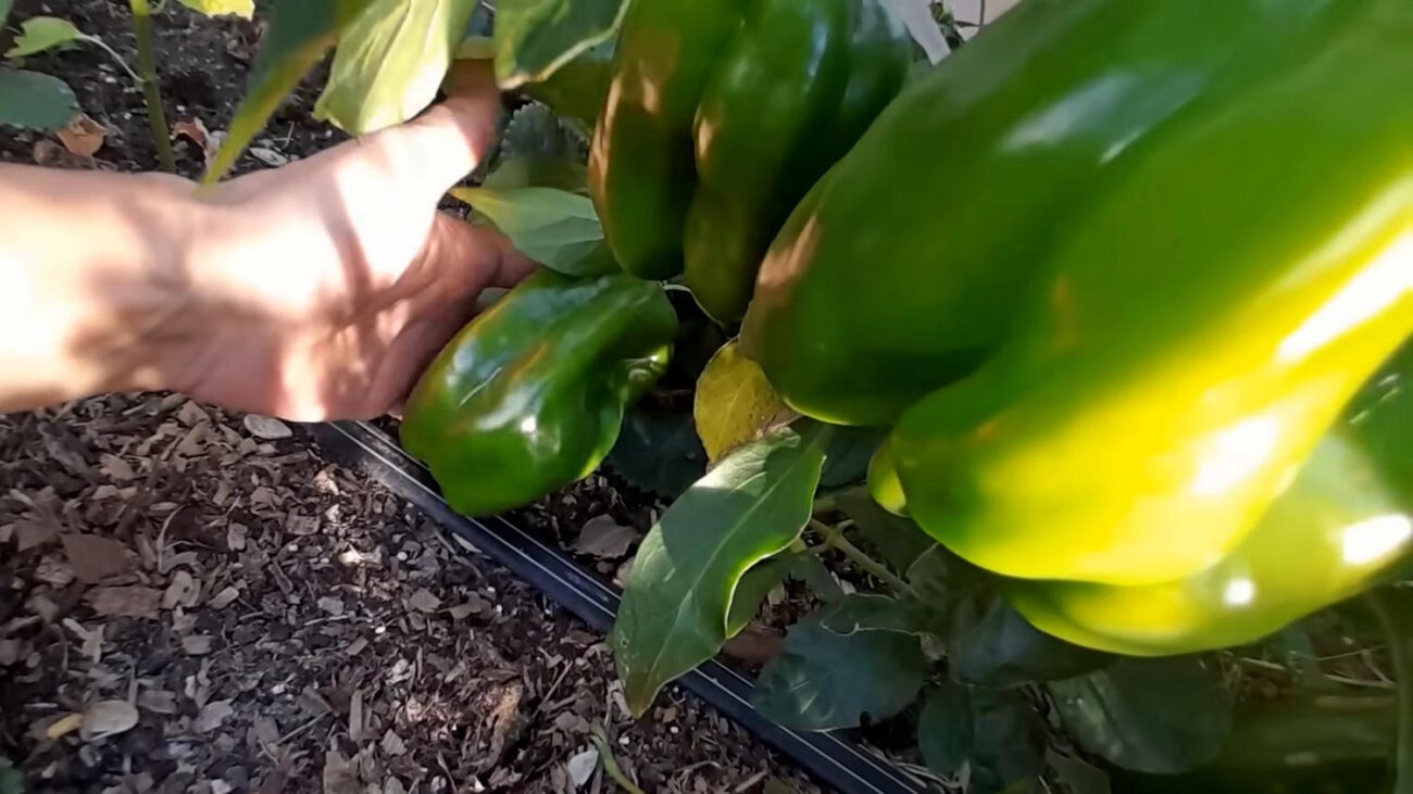 Агроном розповів, чим підживити перець у вересні 2025