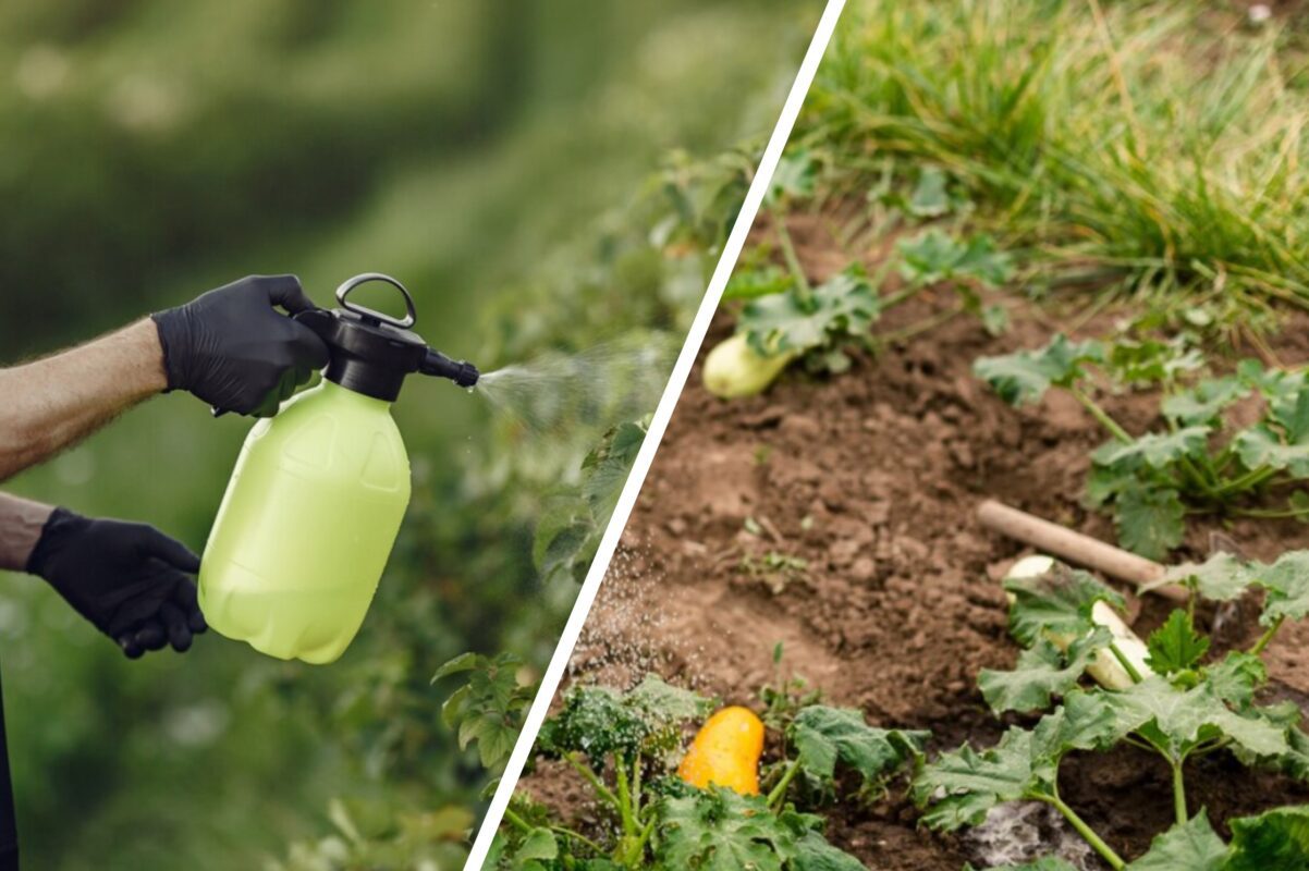Городники розповіли про секретний метод, який у рази підвищує врожайність