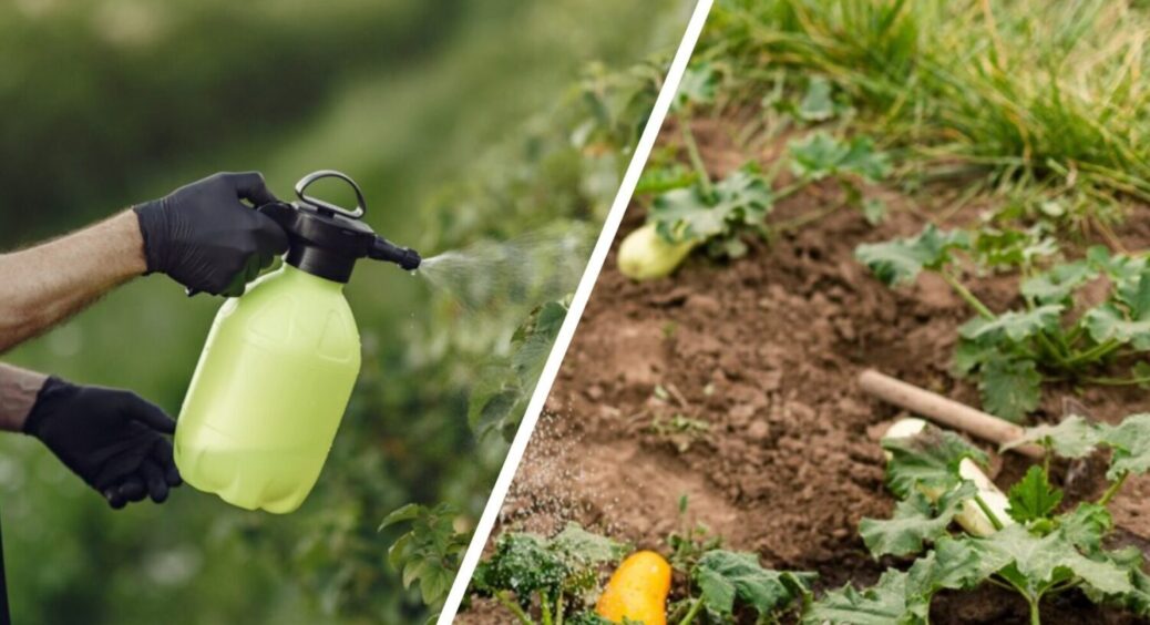 Що ним не заллю – овочі, ягоди, – врожай аж “пре”: універсальне добриво 3/6/9 